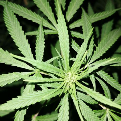 B.B. IV growlog timeline photo