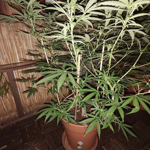 B.B. IV growlog timeline photo