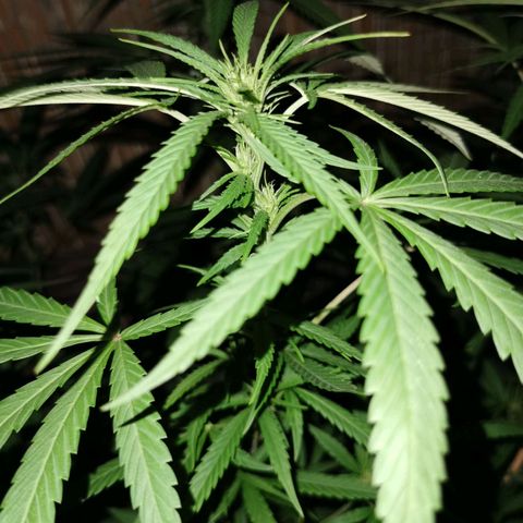 B.B. IV growlog timeline photo