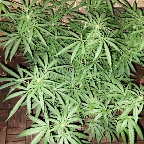 B.B. IV growlog timeline photo