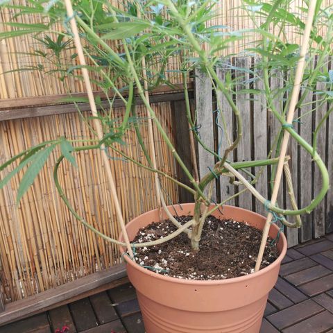 B.B. IV growlog photo: Unteres Drittel entlaubt 