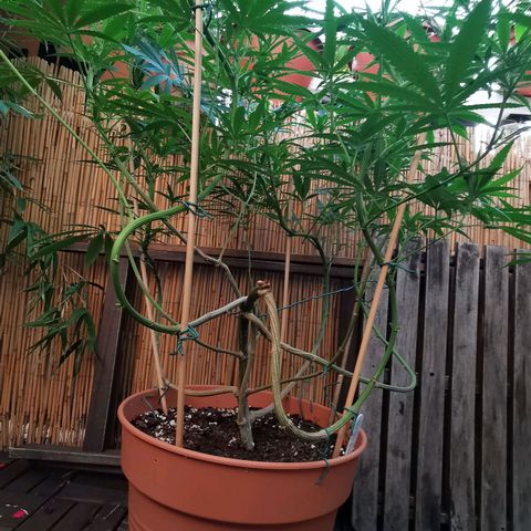 B.B. IV growlog photo: Unteres Drittel entlaubt 