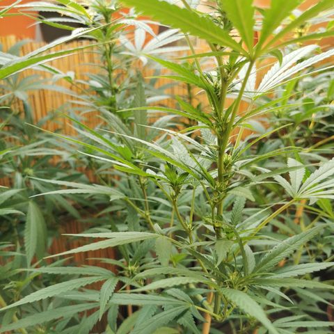 B.B. IV growlog photo: Unteres Drittel entlaubt 