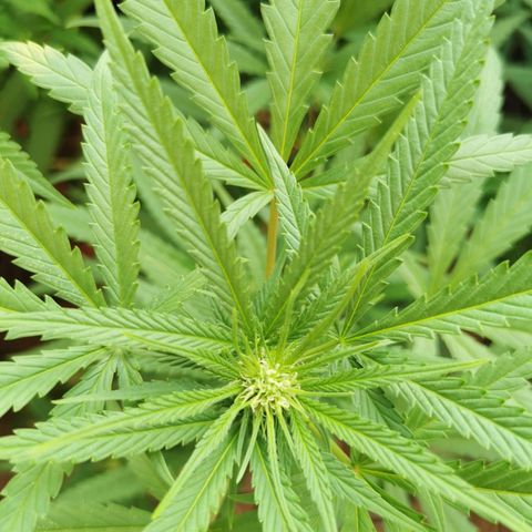 B.B. IV growlog photo: Unteres Drittel entlaubt 