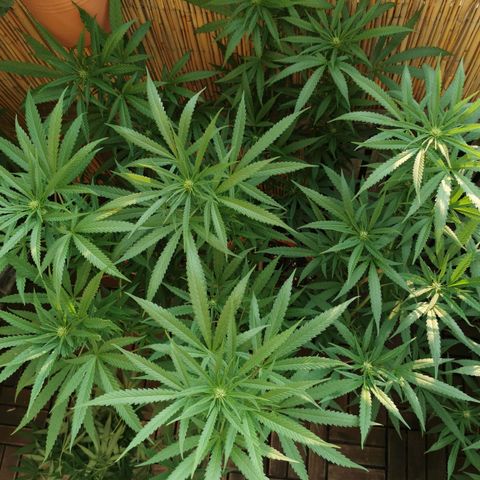 B.B. IV growlog photo: Unteres Drittel entlaubt 