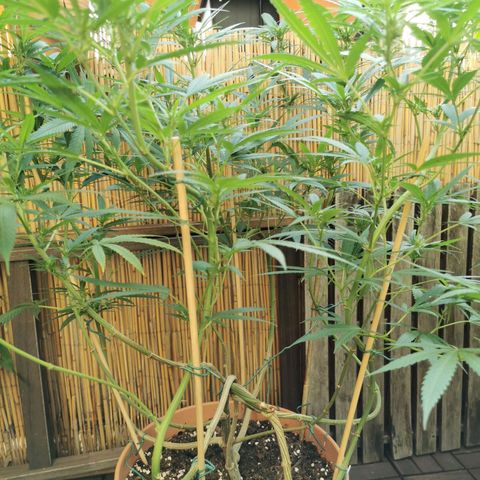 B.B. IV growlog photo: Unteres Drittel entlaubt 