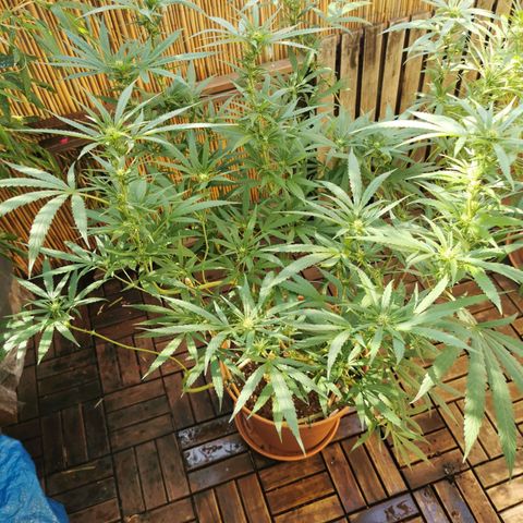 B.B. IV growlog photo: Nach Defoliation Triebe und Sonnensegel 