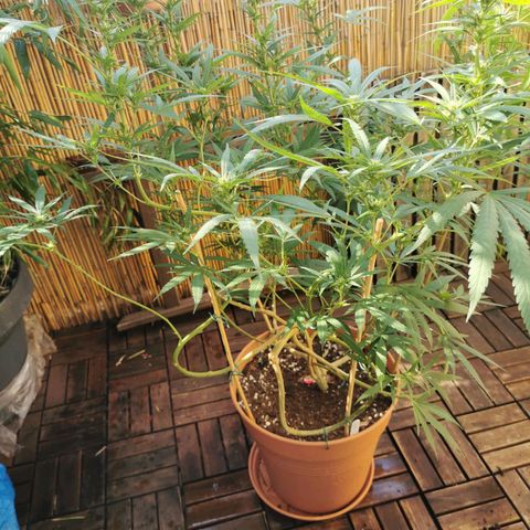 B.B. IV growlog photo: Nach Defoliation Triebe und Sonnensegel 