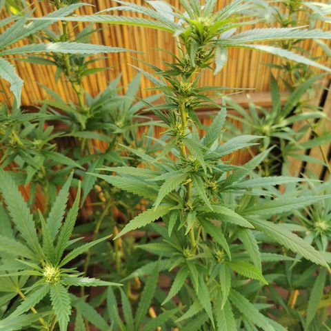B.B. IV growlog photo: Nach Defoliation Triebe und Sonnensegel 