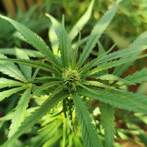 B.B. IV growlog photo: Nach Defoliation Triebe und Sonnensegel 