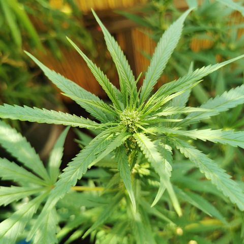 B.B. IV growlog photo: Nach Defoliation Triebe und Sonnensegel 