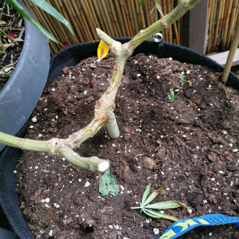 B.B. IV growlog photo: Stabiler Stamm 