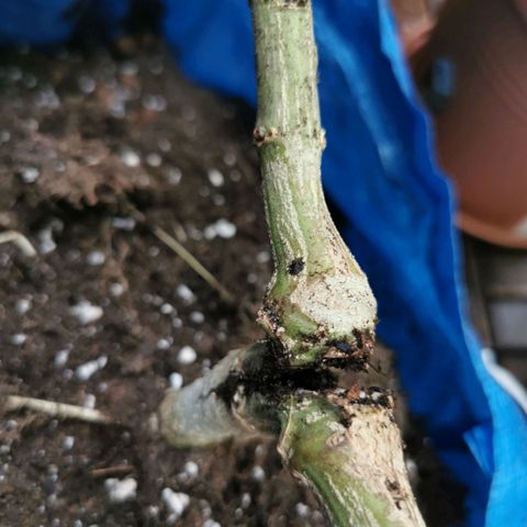 B.B. IV growlog photo: Stabiler Stamm 