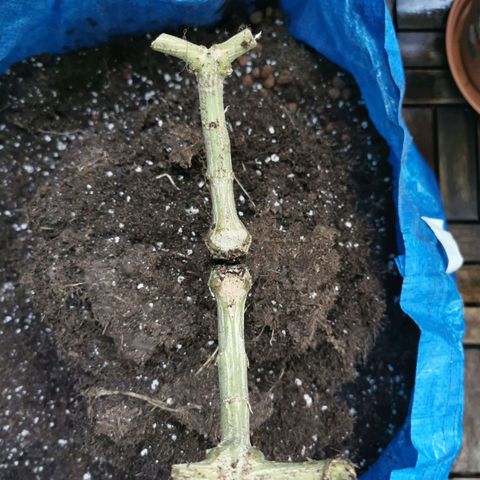 B.B. IV growlog photo: Stabiler Stamm 