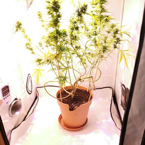 B.B. IV growlog timeline photo