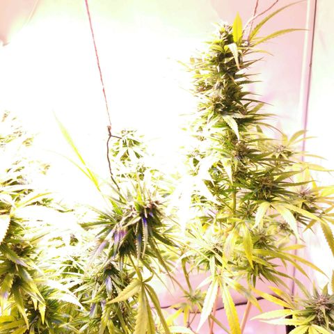 B.B. IV growlog timeline photo