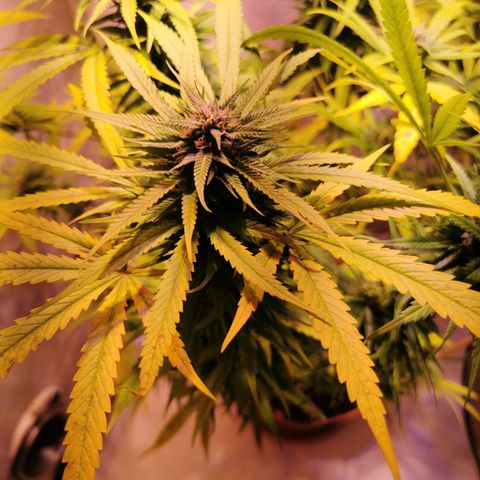 B.B. IV growlog timeline photo