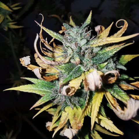 B.B. IV growlog photo: Kurz vor Ernte