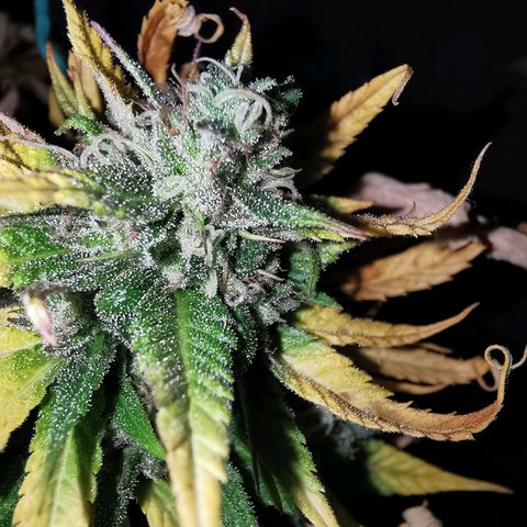 B.B. IV growlog photo: Kurz vor Ernte