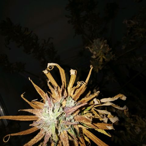 B.B. IV growlog photo: Kurz vor Ernte