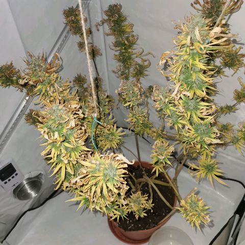 B.B. IV growlog photo: Kurz vor Ernte