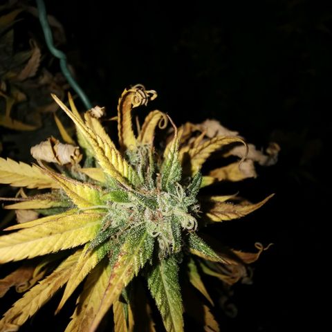B.B. IV growlog photo: Kurz vor Ernte
