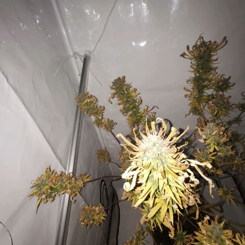 B.B. IV growlog photo: Kurz vor Ernte
