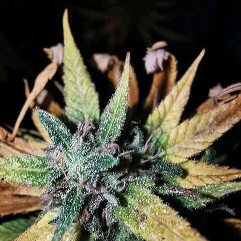 B.B. IV growlog photo: Kurz vor Ernte
