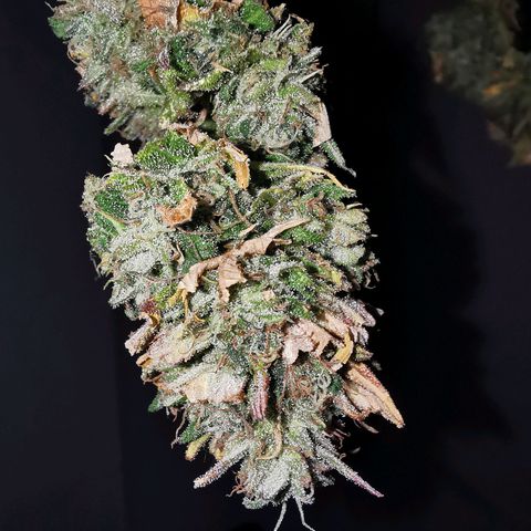 B.B. IV growlog photo: Wettrimm