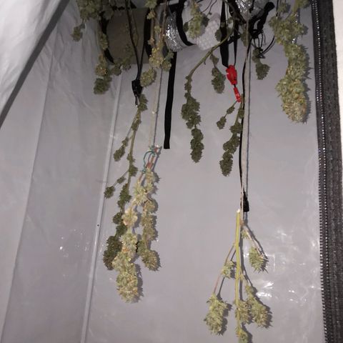 B.B. IV growlog photo: Wettrimm