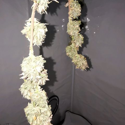 B.B. IV growlog photo: Wettrimm