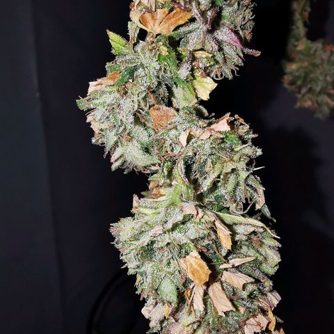 B.B. IV growlog photo: Wettrimm