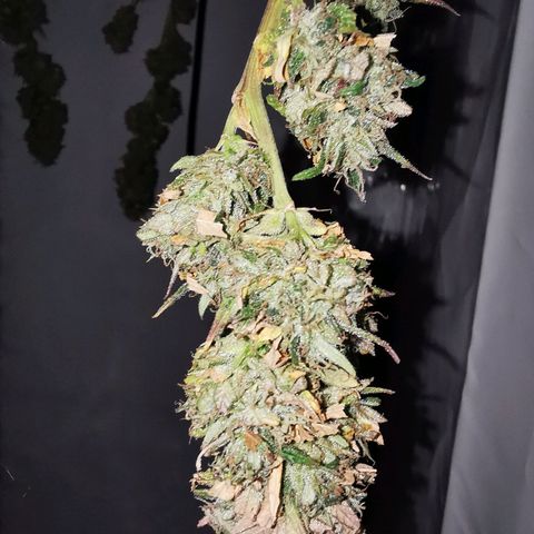 B.B. IV growlog photo: Wettrimm