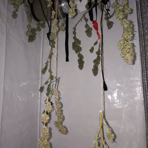 B.B. IV growlog photo: Wettrimm