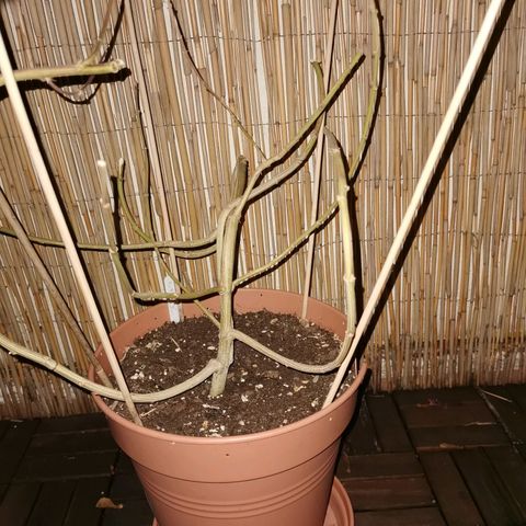 B.B. IV growlog photo: Wettrimm