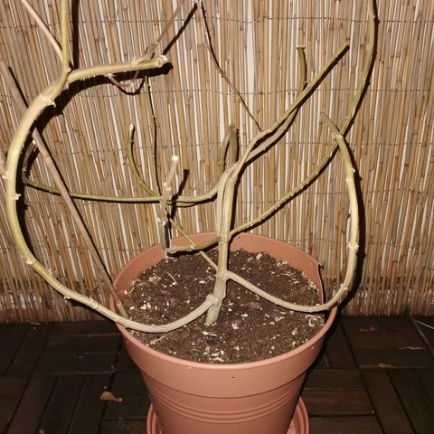 B.B. IV growlog photo: Wettrimm