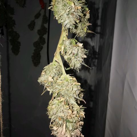 B.B. IV growlog photo: Wettrimm