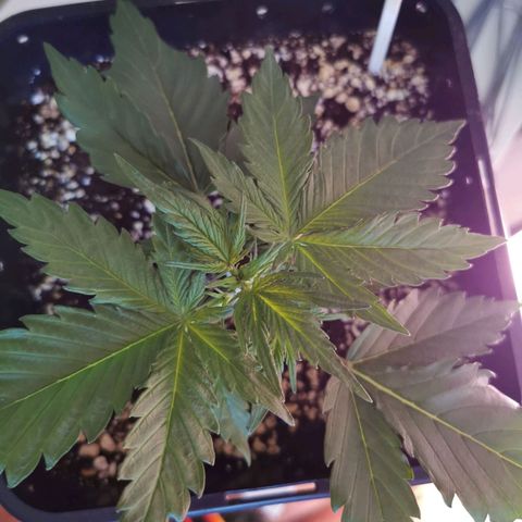 Alaskan Purple Auto growlog timeline photo