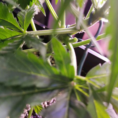 Alaskan Purple Auto growlog photo: 1x Trieb abgebrochen 