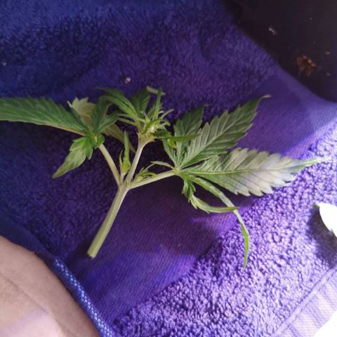 Alaskan Purple Auto growlog photo: 1x Trieb abgebrochen 