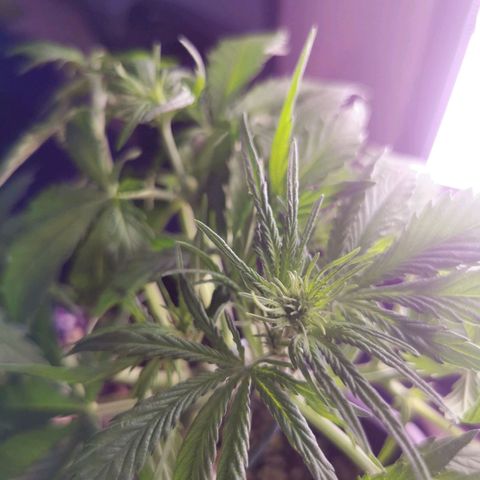 Alaskan Purple Auto growlog timeline photo