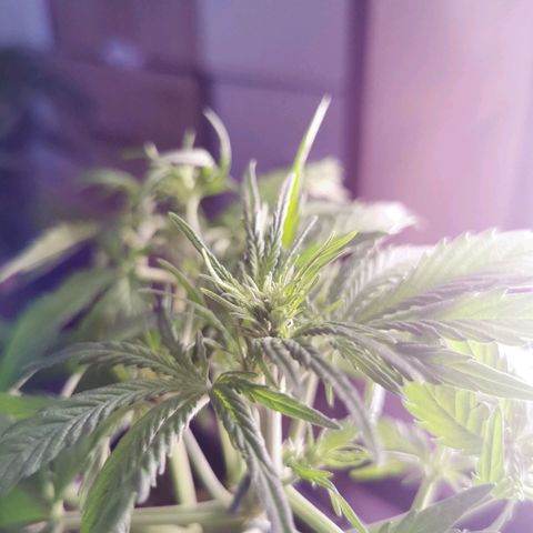 Alaskan Purple Auto growlog timeline photo