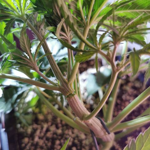Alaskan Purple Auto growlog photo: Hauptriebe bei zu starkem LST zu 80% abgebrochen 
