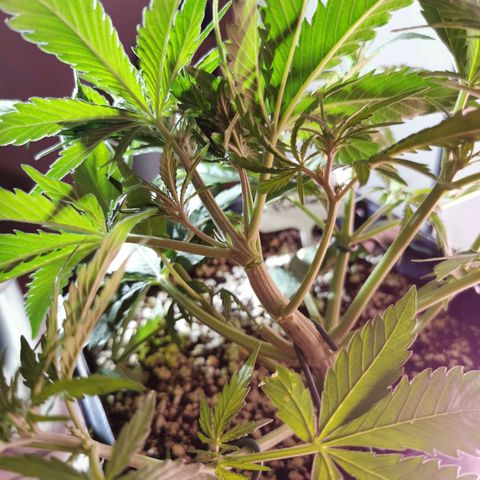 Alaskan Purple Auto growlog photo: Hauptriebe bei zu starkem LST zu 80% abgebrochen 