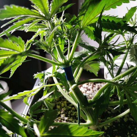 Alaskan Purple Auto growlog photo: Hauptriebe bei zu starkem LST zu 80% abgebrochen 