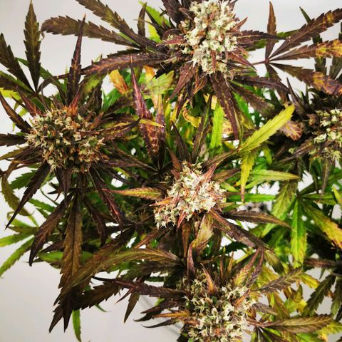 Alaskan Purple Auto growlog timeline photo