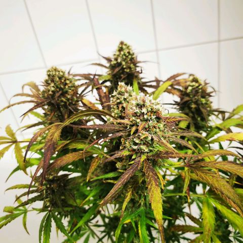 Alaskan Purple Auto growlog timeline photo