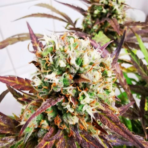 Alaskan Purple Auto growlog timeline photo