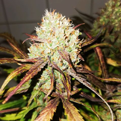 Alaskan Purple Auto growlog timeline photo
