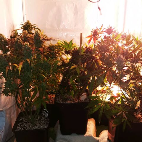 Alaskan Purple Auto growlog timeline photo